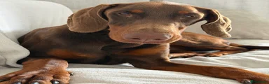 Dobermann Puppy 1