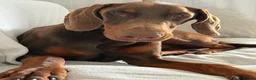 Dobermann dogs for sale: KC Doberman Female (10 months old) - Advert 2