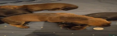 Miniature Dachshund 1