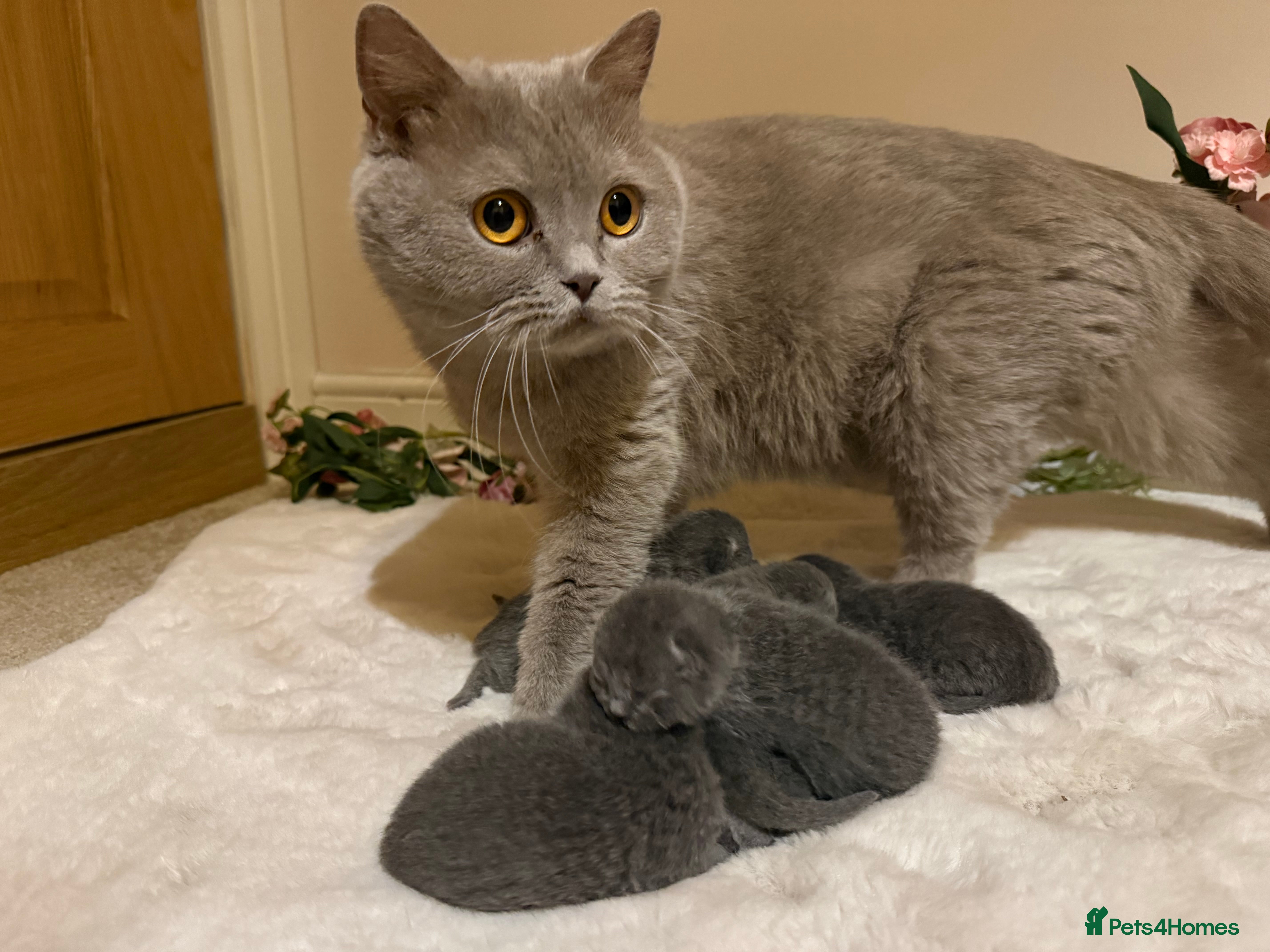 British Shorthair cats Beautiful Fluffy Chunky BSH Kittens  - Advert 1