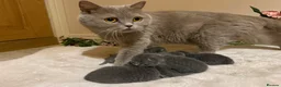 British Shorthair cats for sale: Beautiful Fluffy Chunky BSH Kittens  - Advert 1