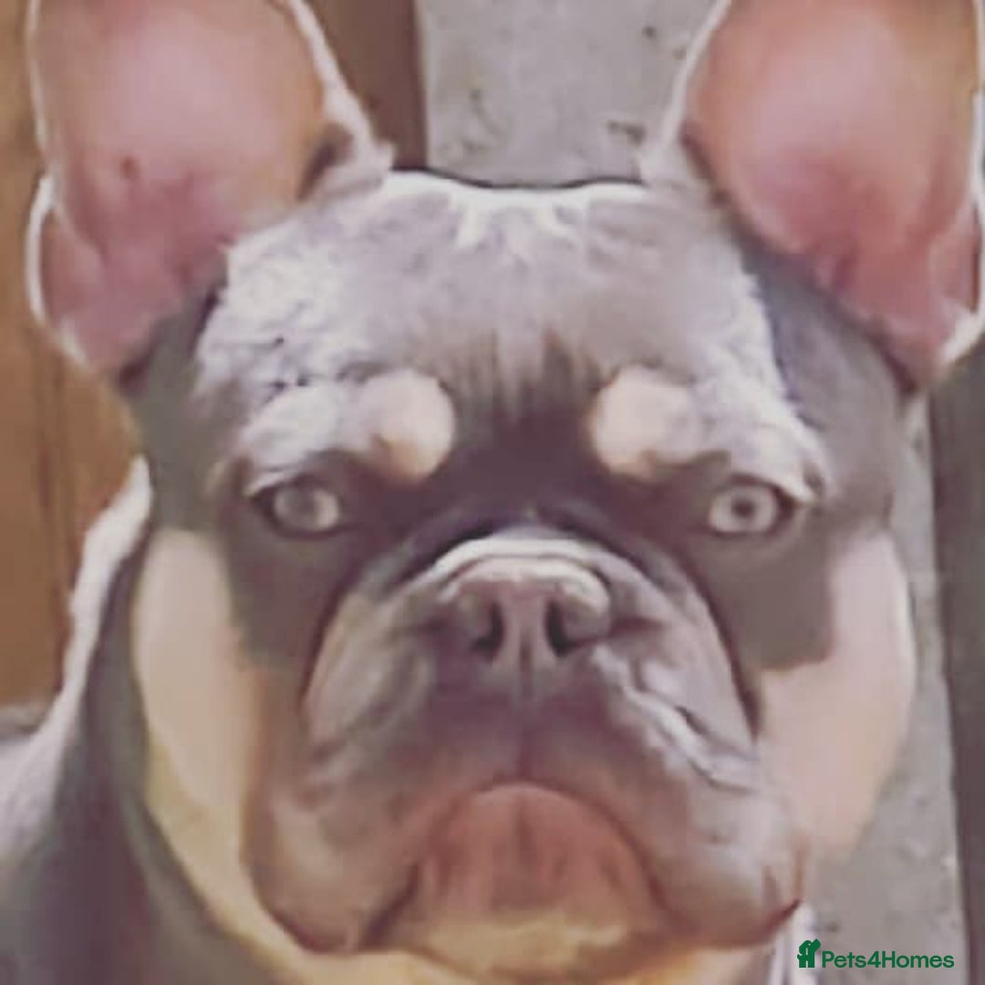 French Bulldog dogs for stud: Top Quality Stud RAMSGATE 🎯🎯 KC registered💣💣  in Ramsgate - Advert 2