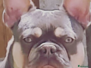 French Bulldog dogs in Ramsgate - Advert 13