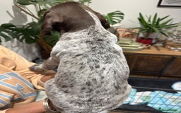 German Wirehaired Pointer dogs for sale: Beautiful GWP Pups For Sale Bred For Their Nature - Image 7
