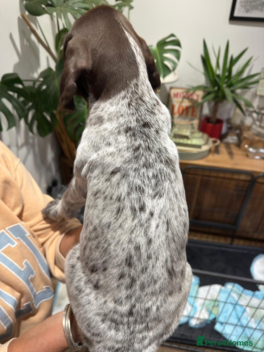 German Wirehaired Pointer dogs for sale: Beautiful GWP Pups For Sale Bred For Their Nature - Image 7
