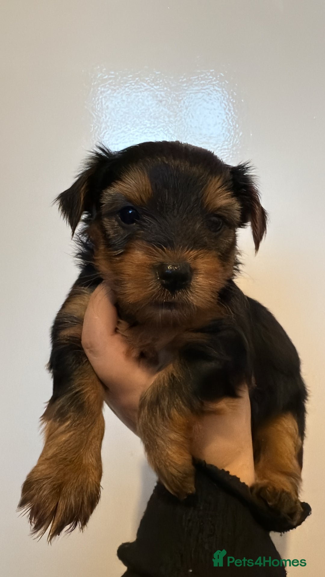 Yorkshire Terrier dogs for sale: Yorkie terrier  - Advert 6