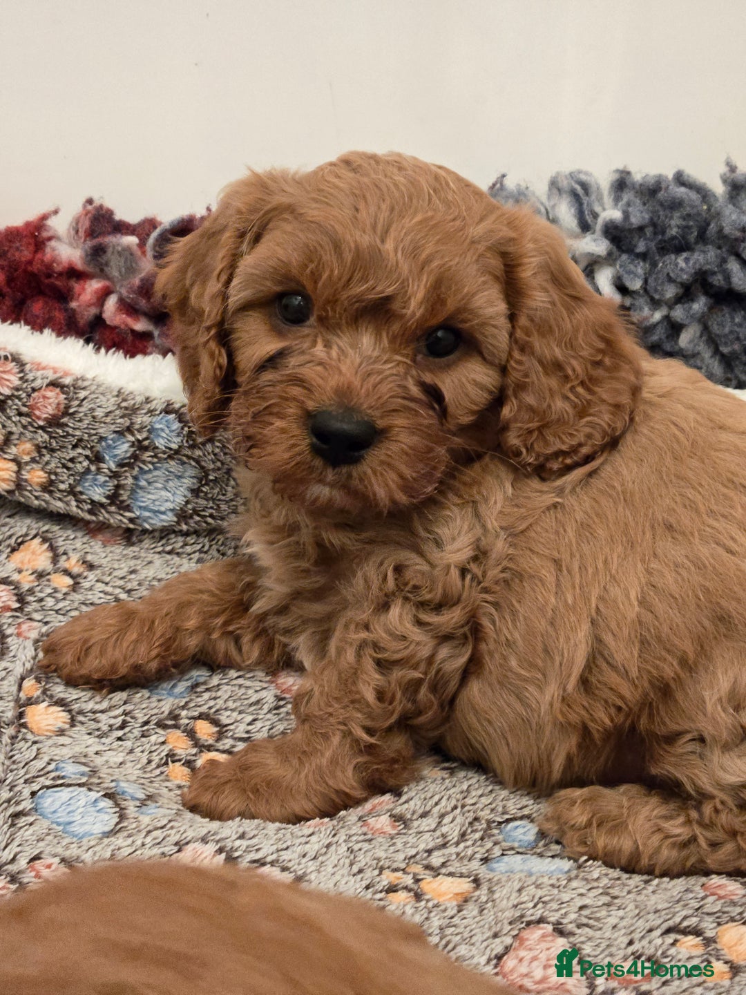 Cavapoo dogs for sale: Gorgeous Red Cavapoo Puppies - Advert 16