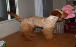 Cockapoo dogs for sale: Cockerpoo Puppy 5mths old - Image 9