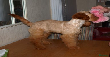 Cockapoo dogs - Advert 8