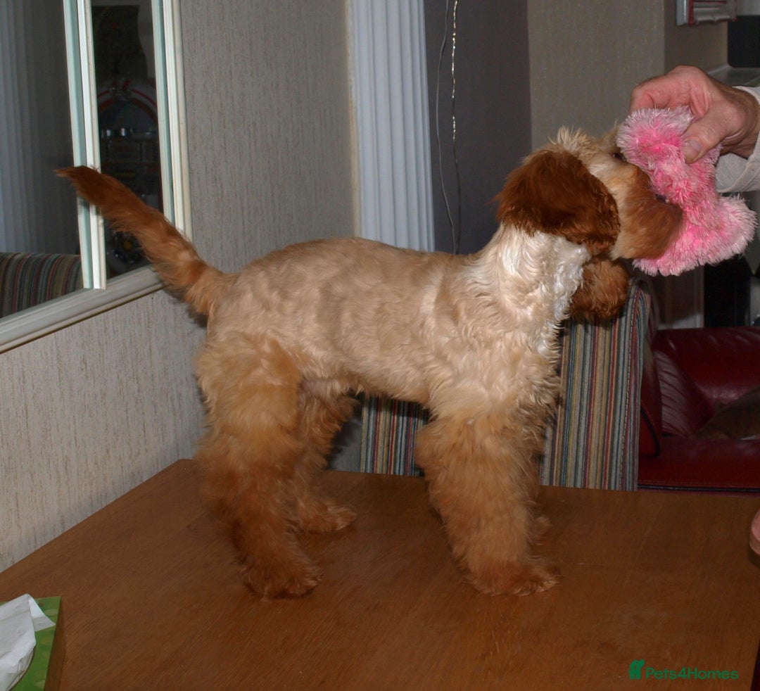 Cockapoo dogs for sale: Cockerpoo Puppy 5mths old - Image 9
