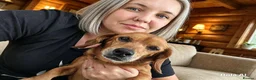 Dachshund dogs for sale: Senior daschund  in Southport - Advert 3