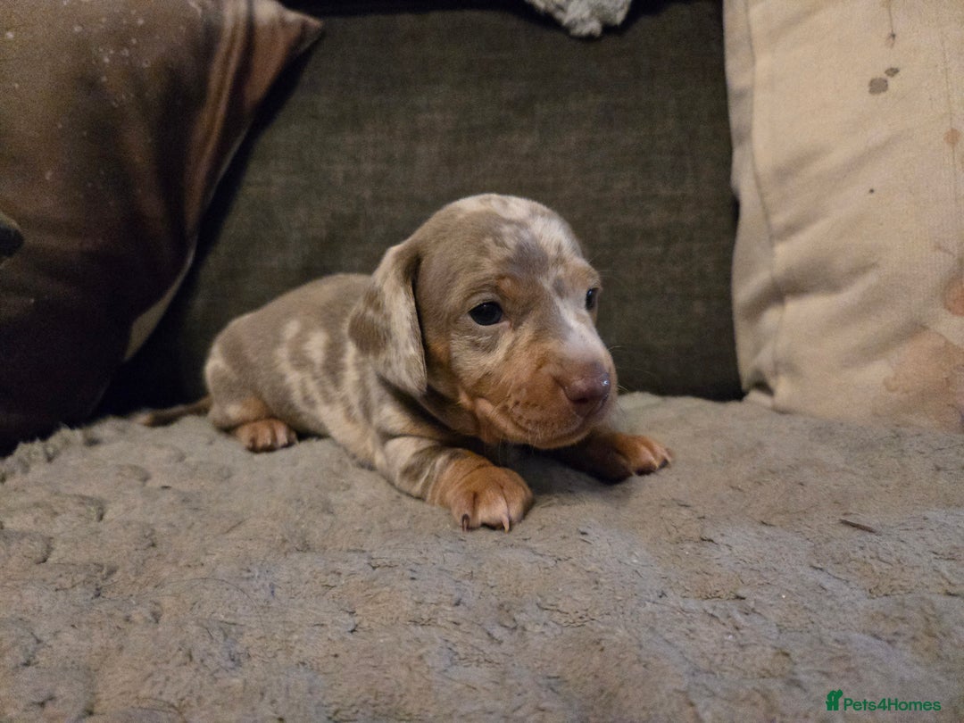 Miniature Dachshund dogs for sale: Miniature Dachshund Puppies - Advert 19