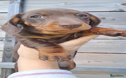 Miniature Dachshund dogs for sale: Miniature dachshund pups - Image 16