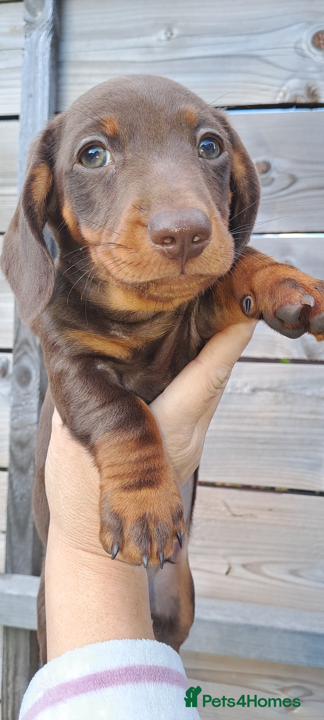 Miniature Dachshund dogs for sale: Miniature dachshund pups - Image 16
