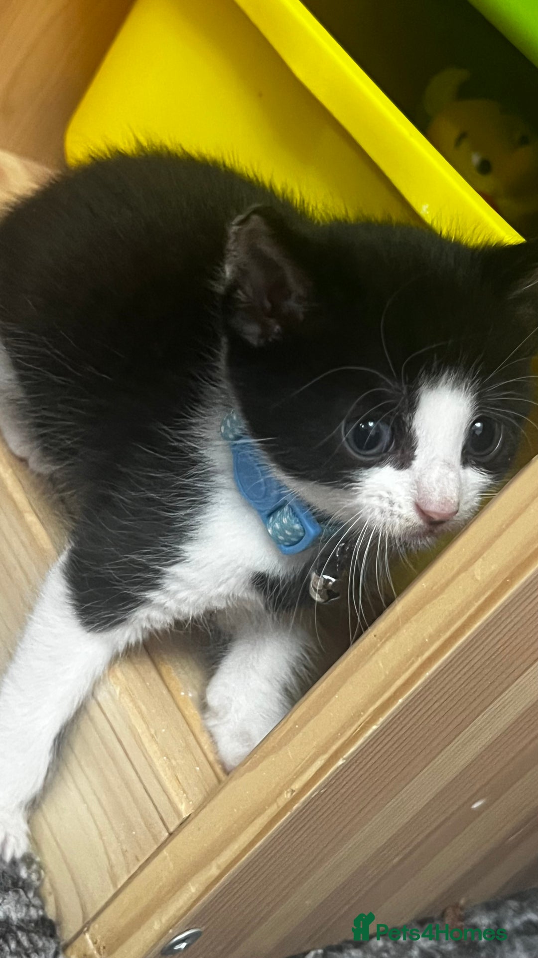 Bengal cats for sale: Beautiful bengals litter of 7😍 - Advert 4