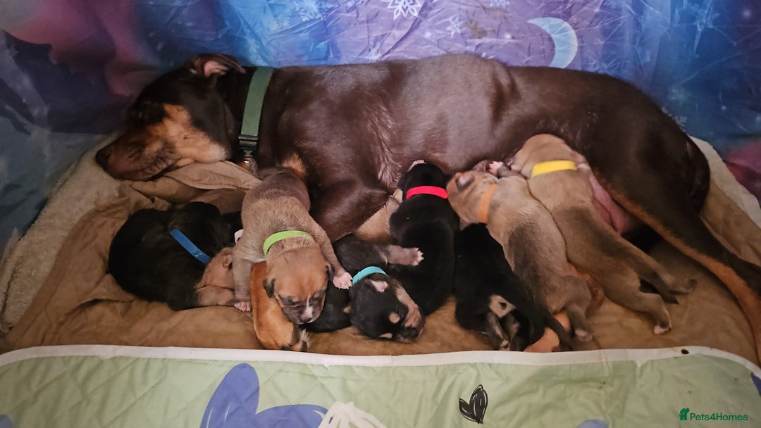 Mixed Breed dogs for sale: Puppies for sale - Advert 13