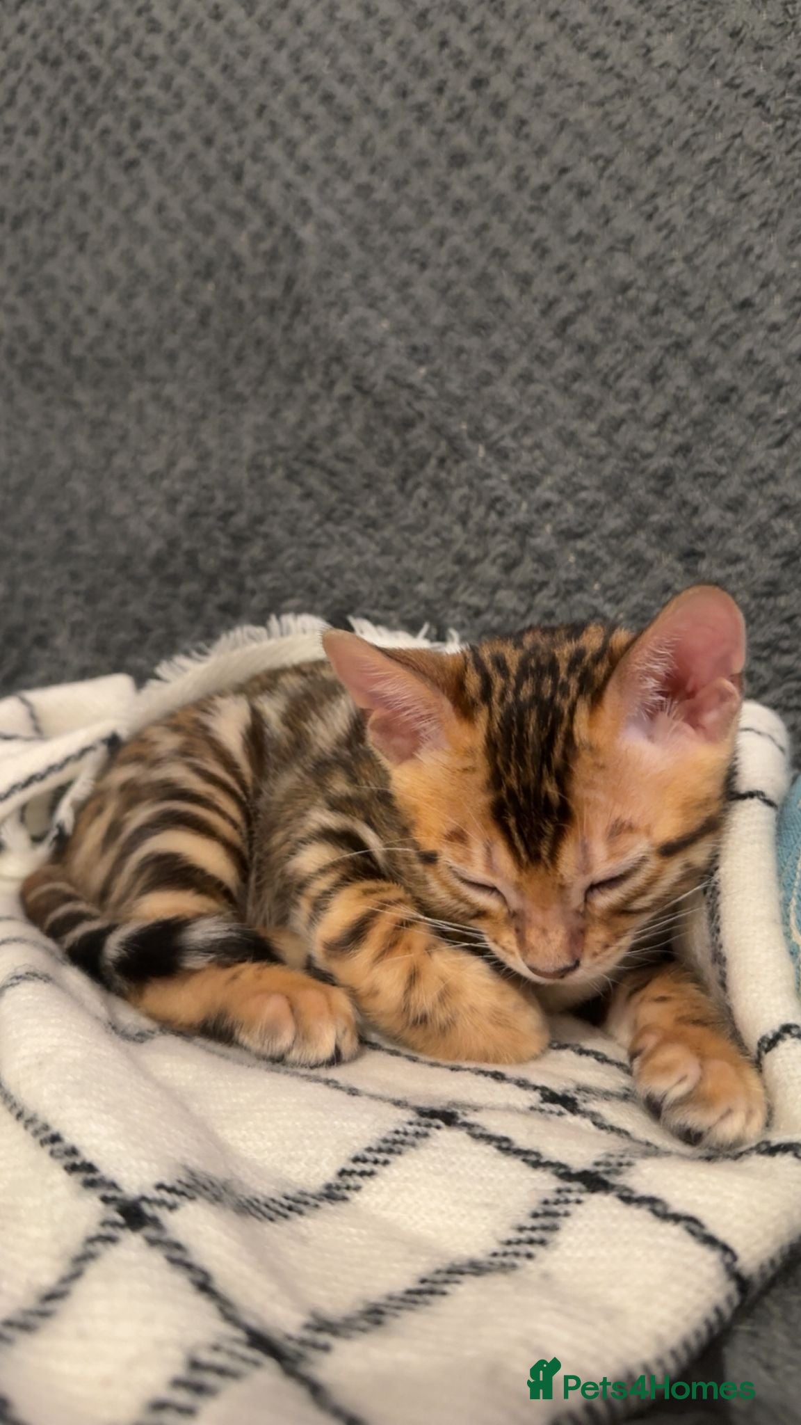 Bengal cats Last Bengal kitten ready to find forever home - Advert 7