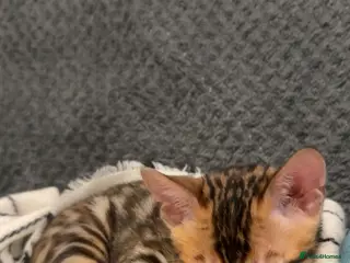 Bengal cats Last Bengal kitten ready to find forever home - Advert 1