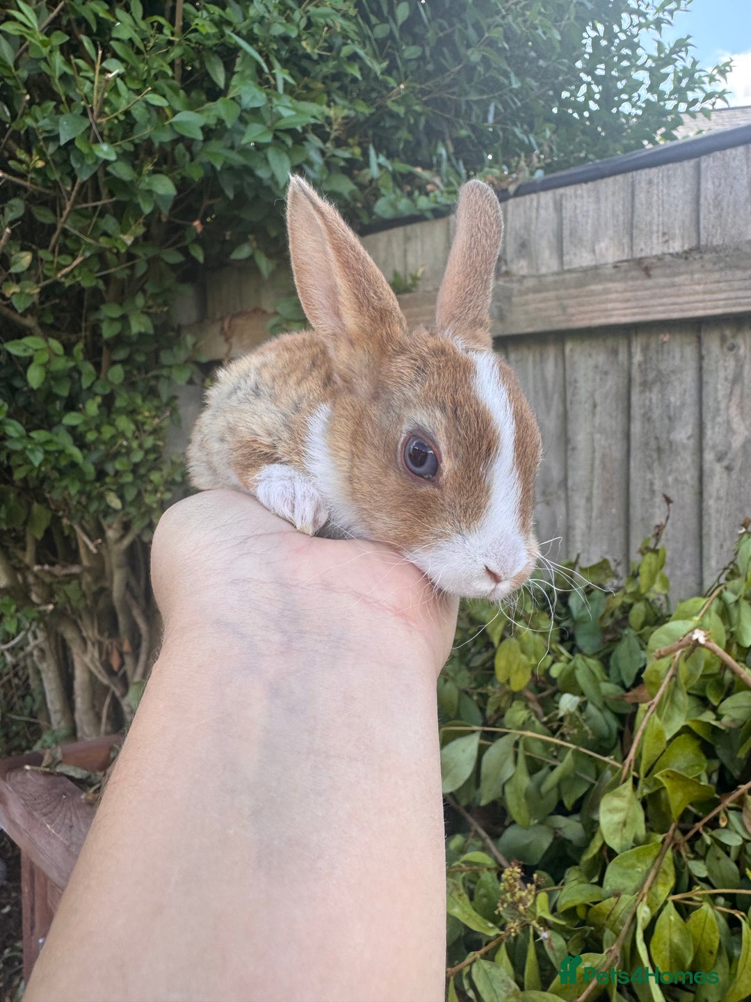 Mini Lop rabbits for sale: PUREBRED MINI LOP & MINI REX BABIES - Image 8