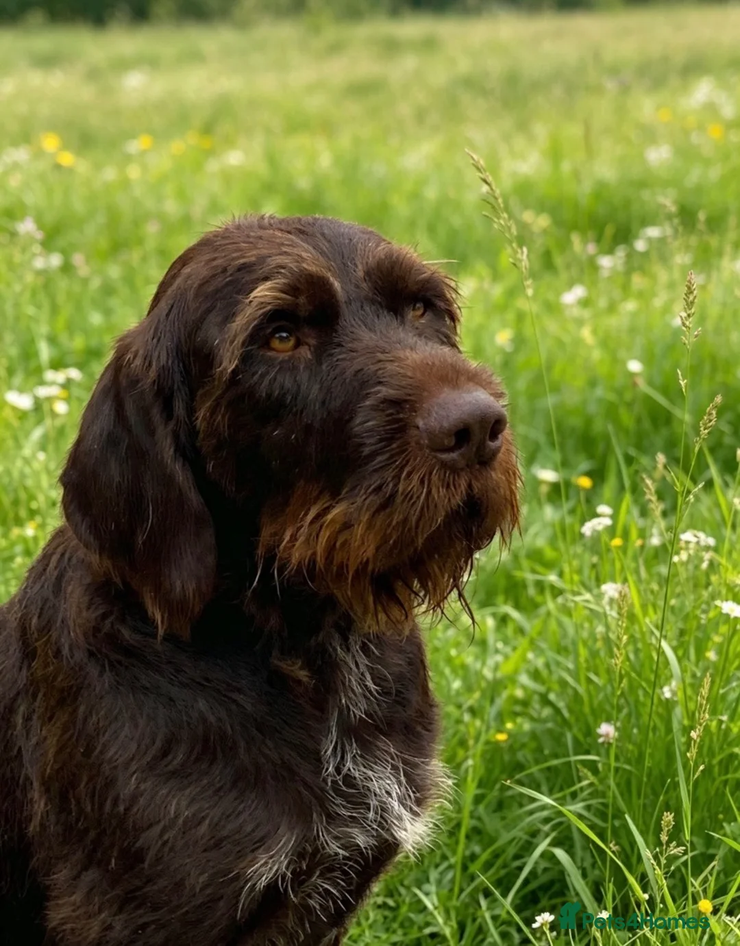 German Wirehaired Pointer dogs for stud: SOLID LIVER GERMAN WIREHAIRED POINTER AT STUD - Advert 2