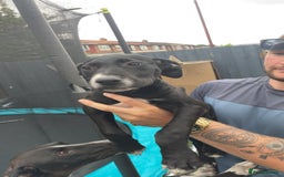 Mixed Breed dogs for sale: Bull greyhound - Image 3
