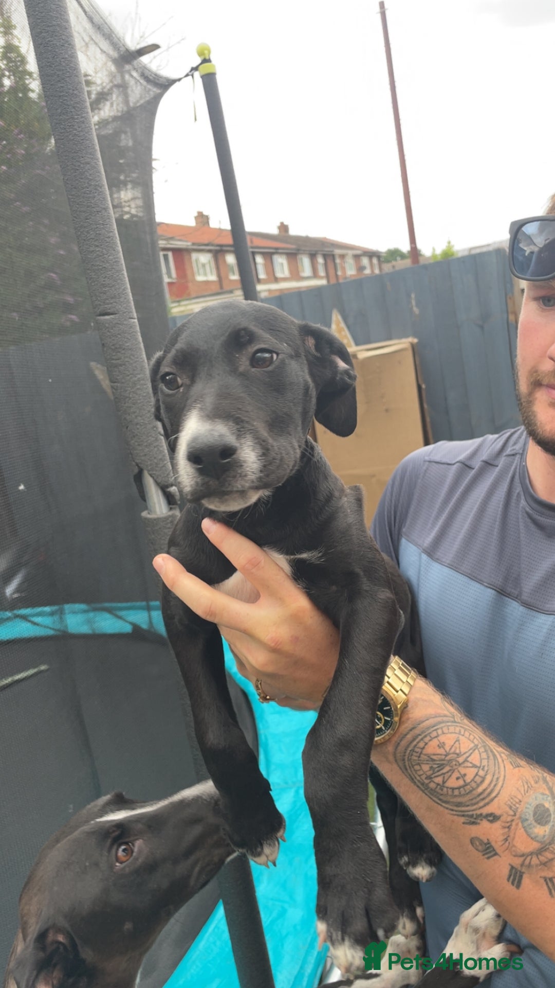 Mixed Breed dogs for sale: Bull greyhound - Image 3