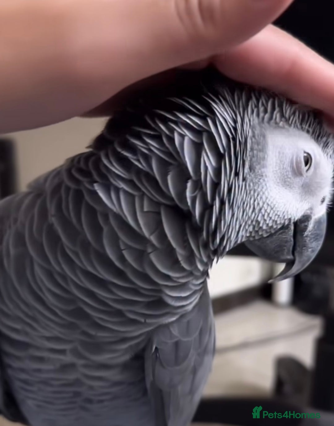 Parrots birds for sale: Fully tame African grey for sale very friendly  - Image 3