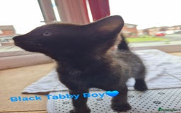 Domestic Shorthair cats for sale: 3 Beautiful kittens  - Image 4