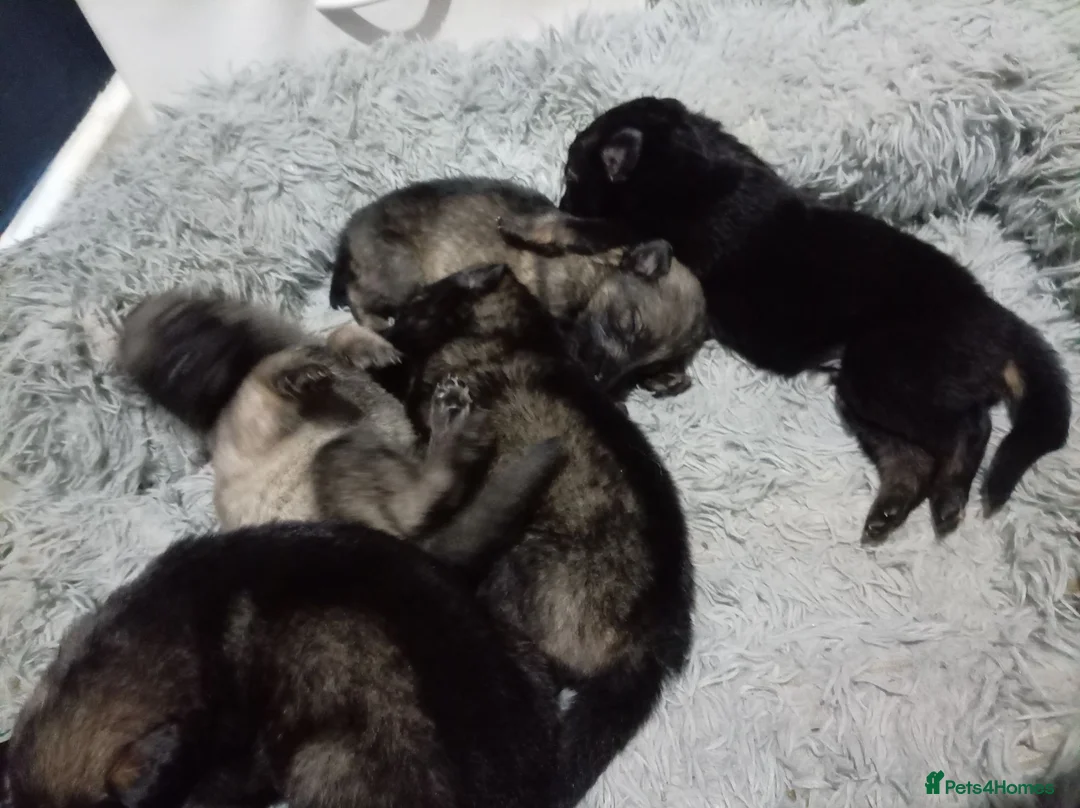 Mixed Breed dogs for sale: Belgian shepherd puppies - Advert 2