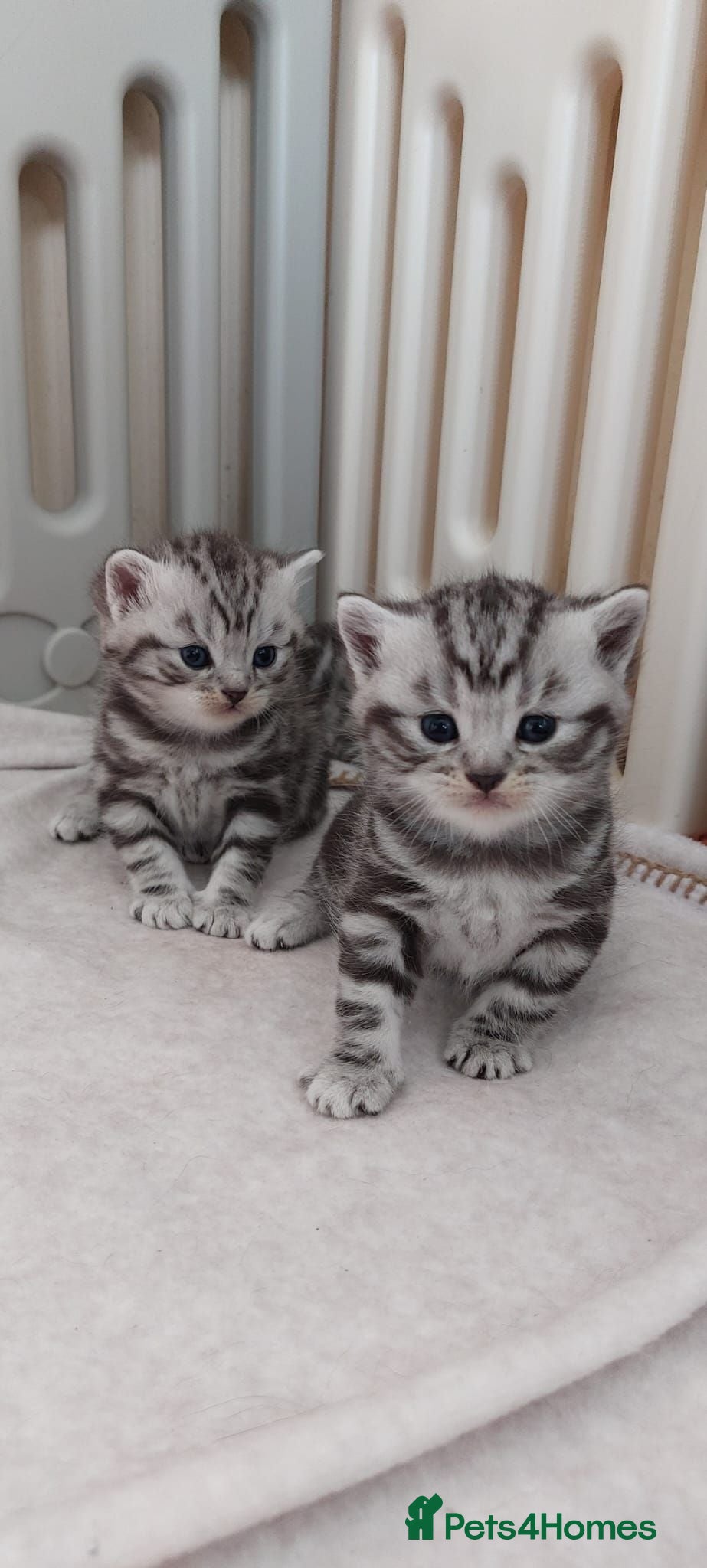 British Shorthair cats Original BSH Silver Tabby kittens  - Advert 12