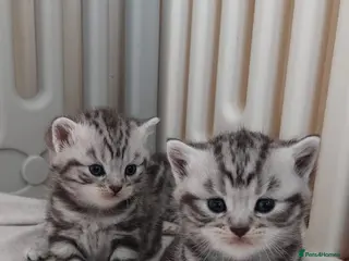 British Shorthair cats Original BSH Silver Tabby kittens - Advert 5