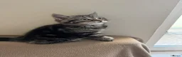 British Shorthair cats for sale: British short hair  - Advert 10