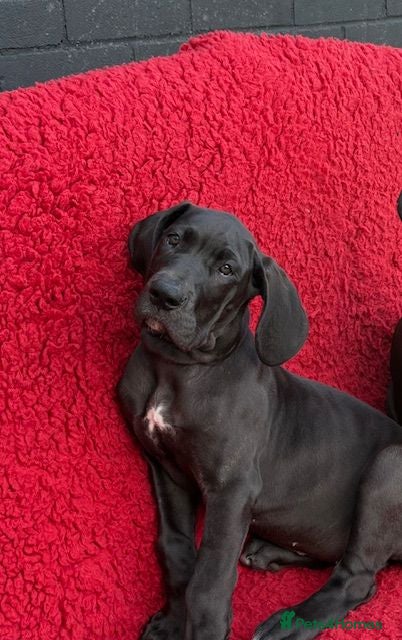 Great Dane dogs Black KC registered Great Dane Pups - Advert 1