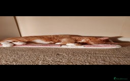 Turkish Van cats for sale: Domestic shorthair x Turkish Van ginger female - Image 7