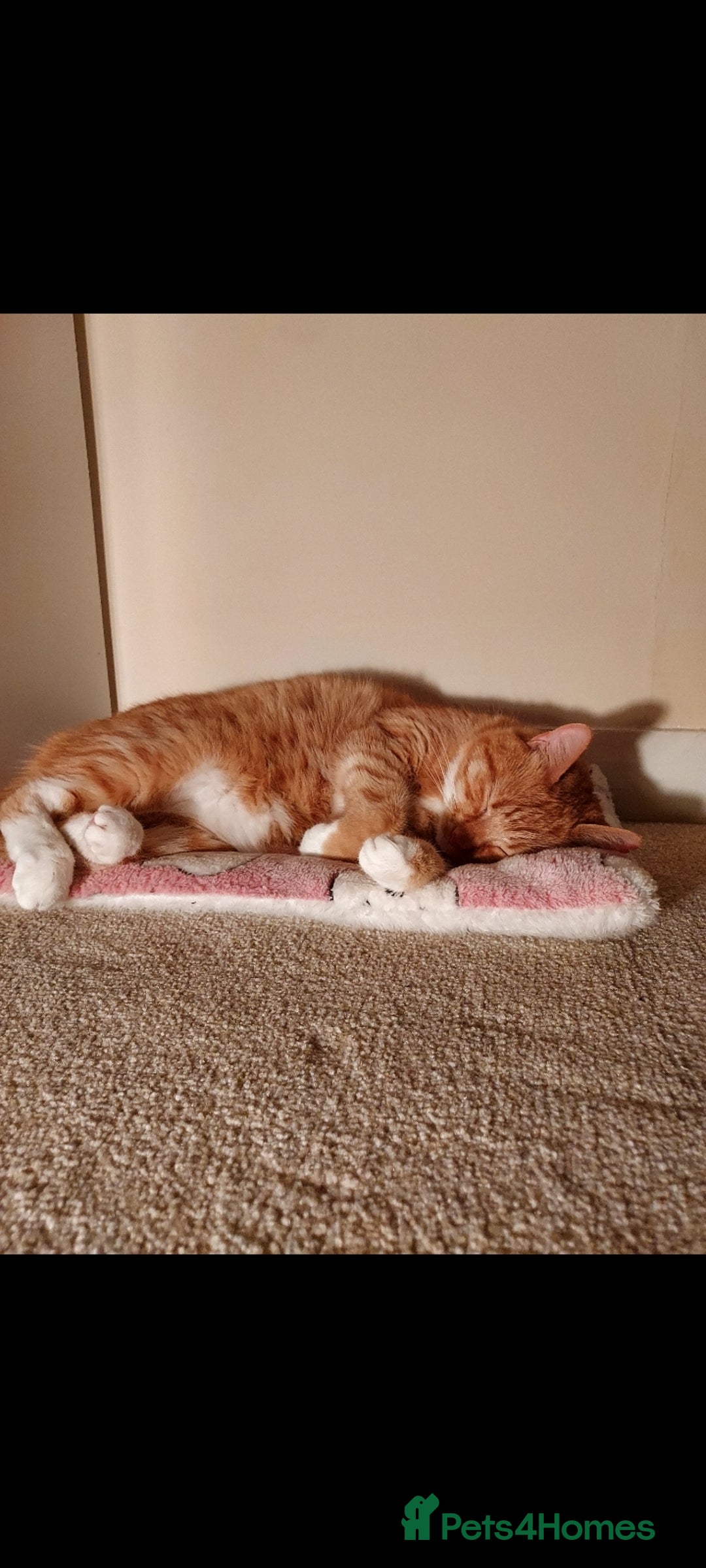 Turkish Van cats for sale: Domestic shorthair x Turkish Van ginger female - Image 7