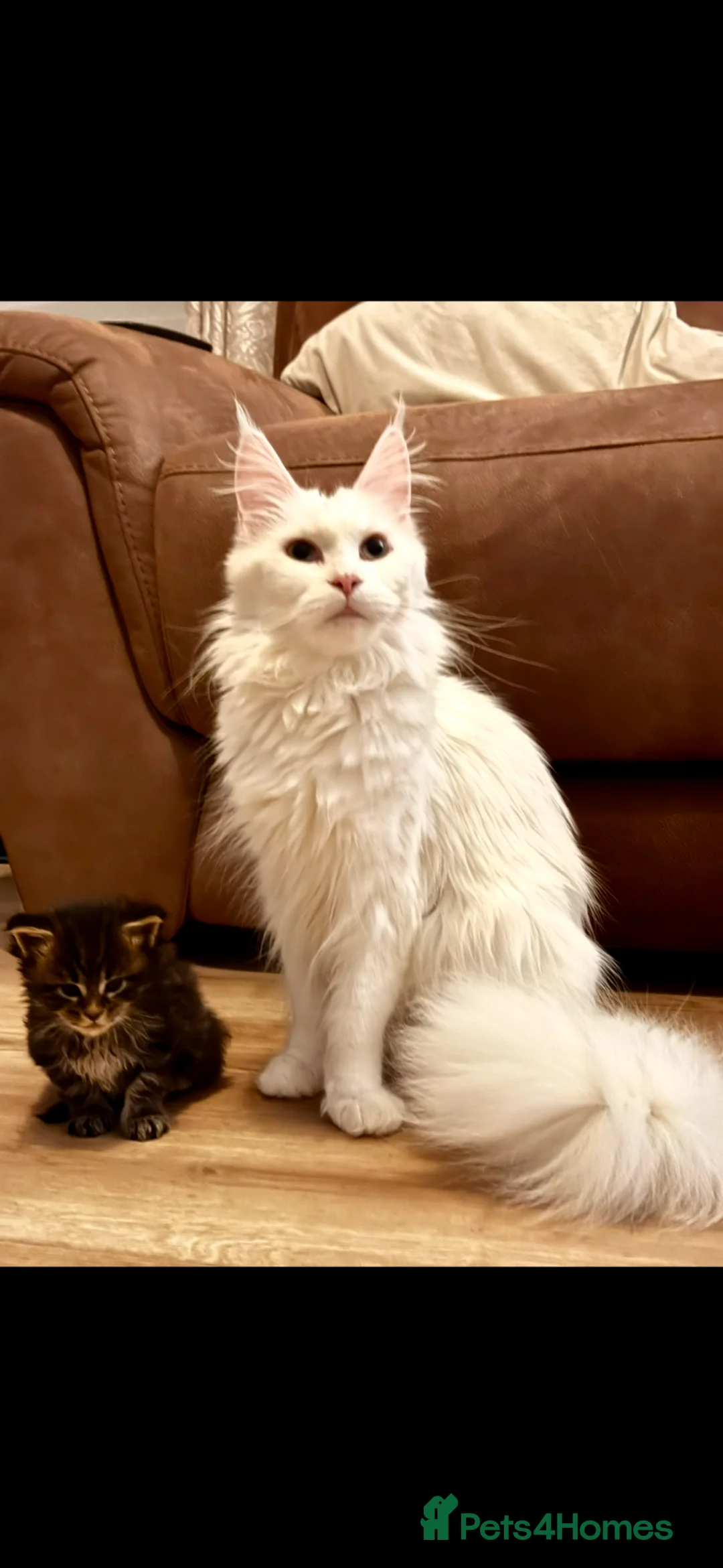 Maine Coon cats for sale: GCCF Silver Classic Maine Coon Kittens - Advert 1