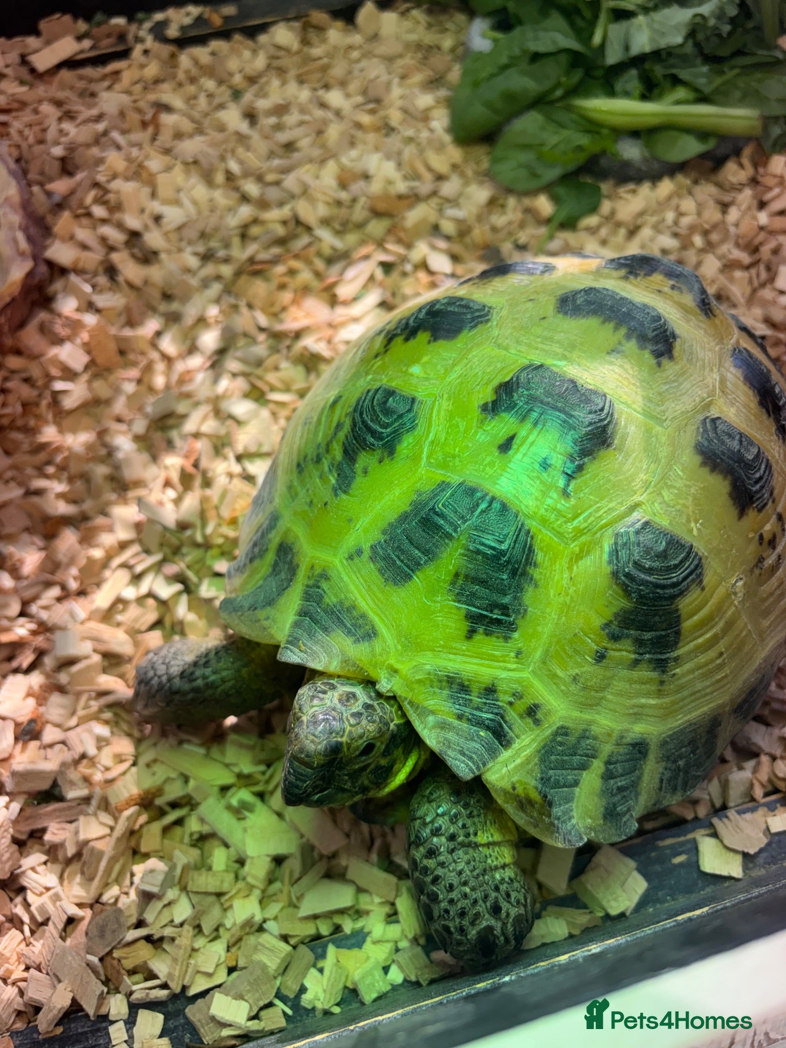 Tortoise reptiles Horsefield Tortoise - Advert 1