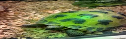 Tortoise reptiles for sale: Horsefield Tortoise in Coventry - Advert 1