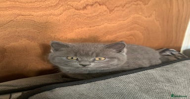 British Shorthair cats - Advert 2