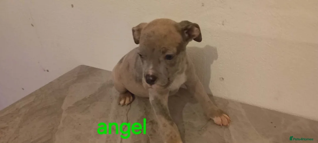 Mixed Breed dogs for sale: staffy cross old tyme bulldog pups  in Maesteg - Advert 2