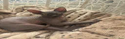 Sphynx cats for sale: 17 week old Sphynx  - Advert 3