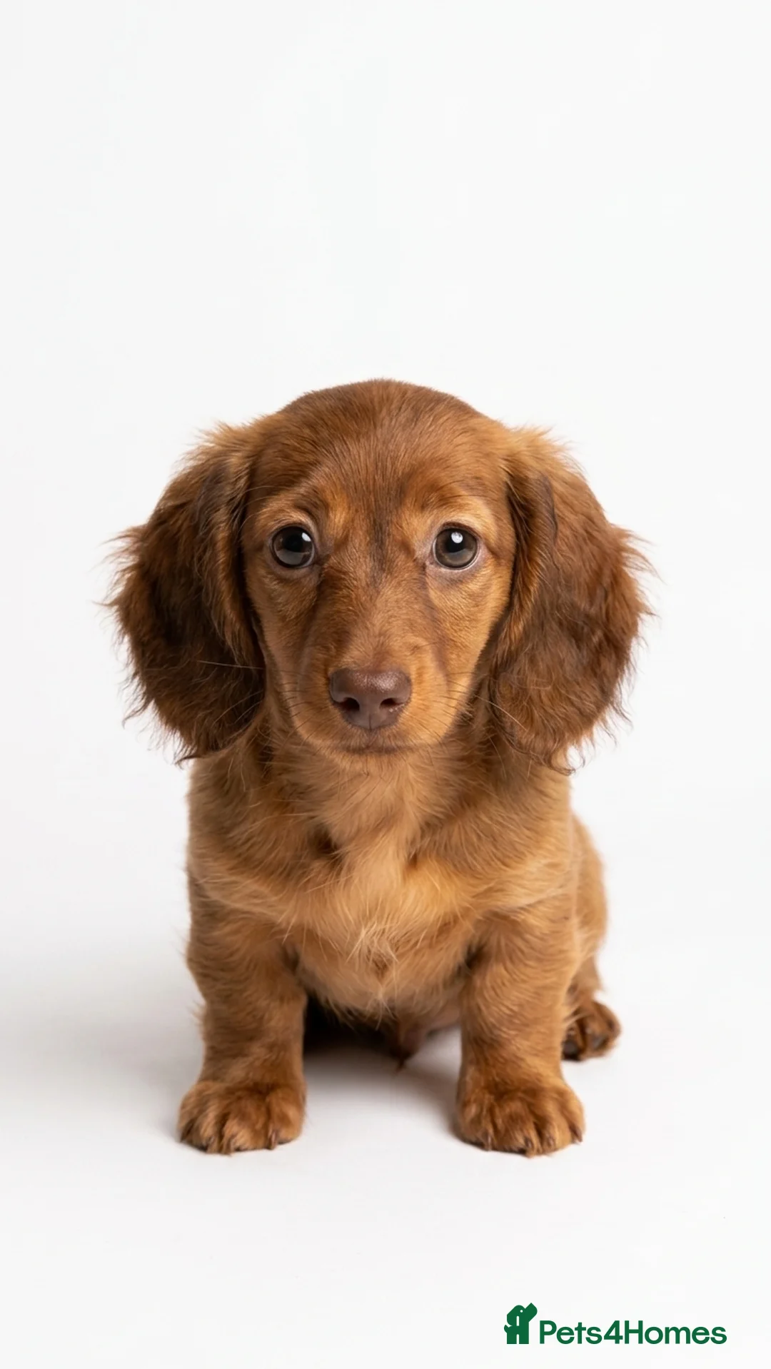 Miniature Dachshund dogs for sale: ONE LEFT!! Miniature long-haired dachshund  - Advert 2