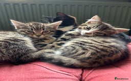 Mixed Breed cats for sale: Gorgeous, playful little kittens - Image 8