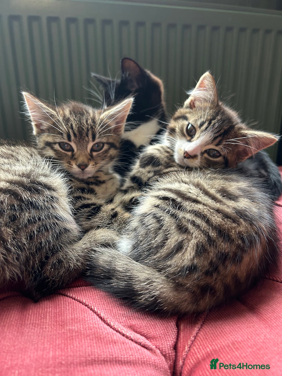 Mixed Breed cats for sale: Gorgeous, playful little kittens - Image 8