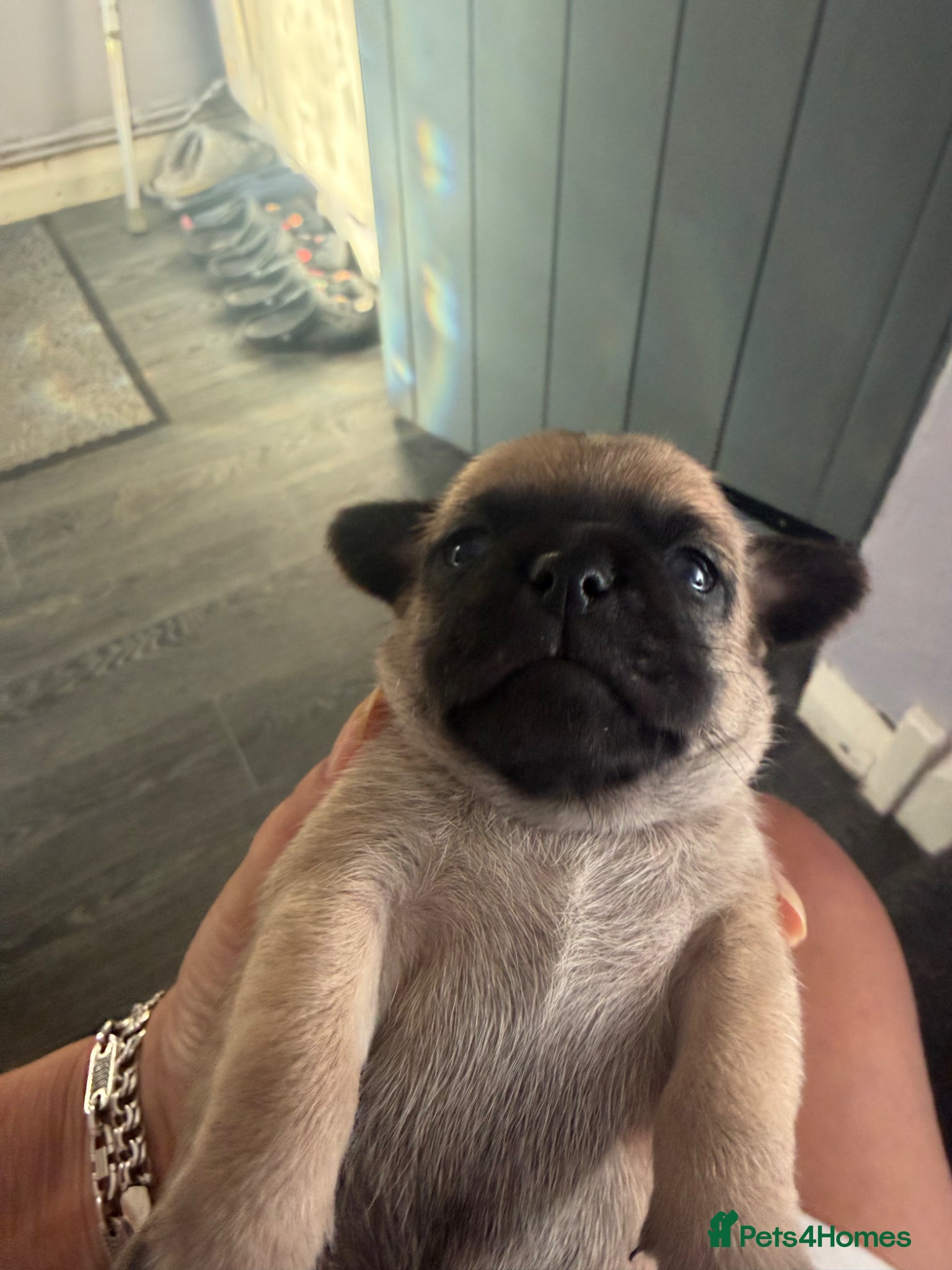 Chug dogs 4 adorable chug babies black /fawn - Advert 1