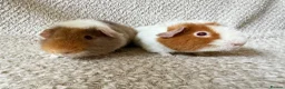 Guinea Pig rodents for sale: Pure breed Teddy guinea pigs  - Advert 6