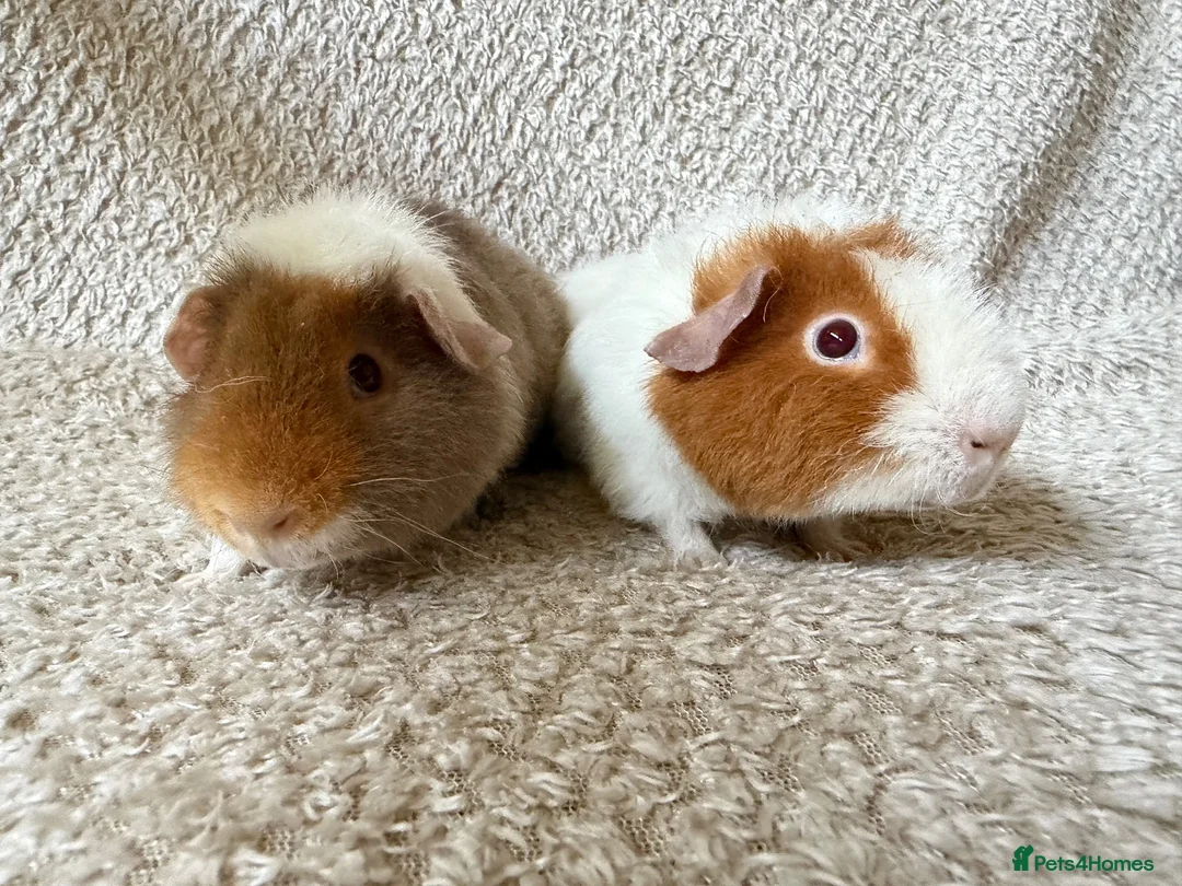 Guinea Pig rodents for sale: Pure breed Teddy guinea pigs  - Advert 6