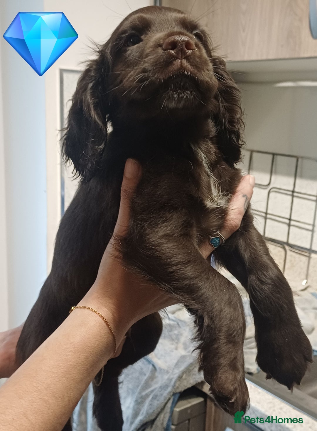 Sprocker dogs for sale: Beautifull Sprocker spaniel puppies, ready now! - Advert 8