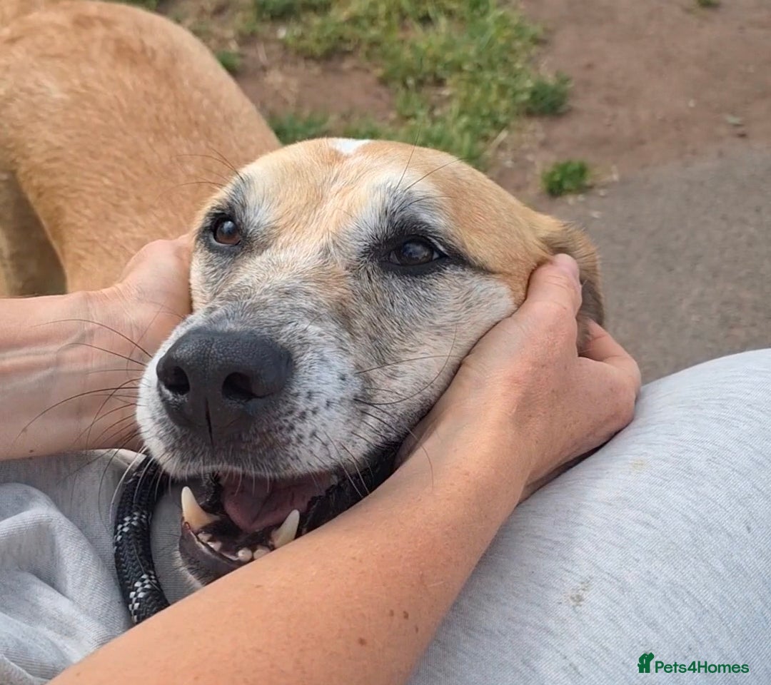 Mixed Breed dogs Beautiful Boy for Adoption/Foster to Adopt - Advert 5