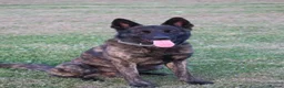 Belgian Shepherd Dog dogs for sale: DH male  - Advert 15